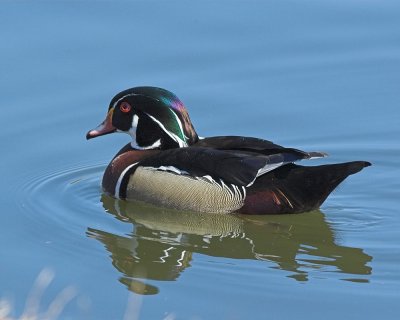 Wood Duck