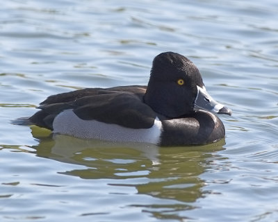 Ring-necked Duck - male