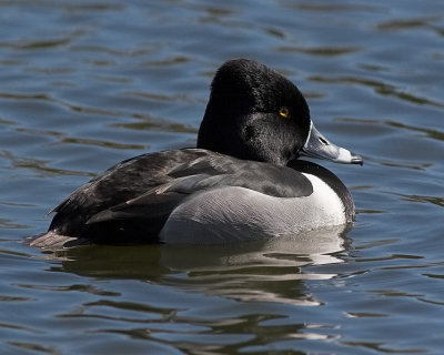 Ring-necked Duck - male