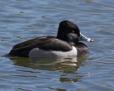 Ring-necked Duck - male