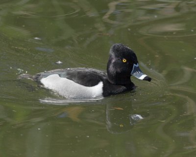 Ring-necked Duck - male