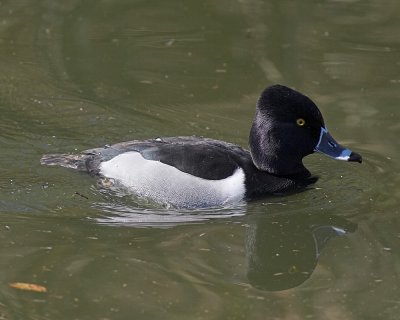Ring-necked Duck - male