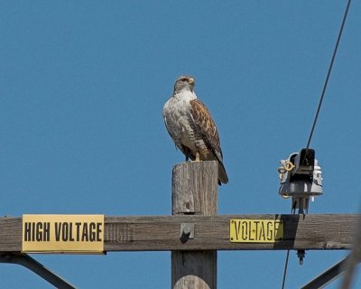 Ferruginous Hawk