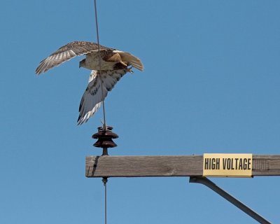 Ferruginous Hawk