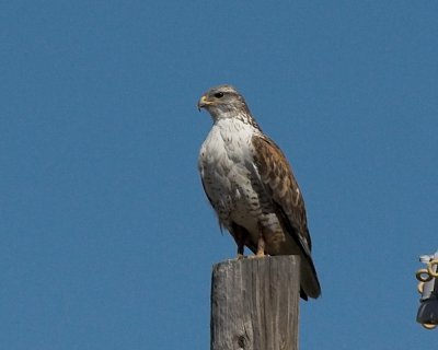 Ferruginous Hawk