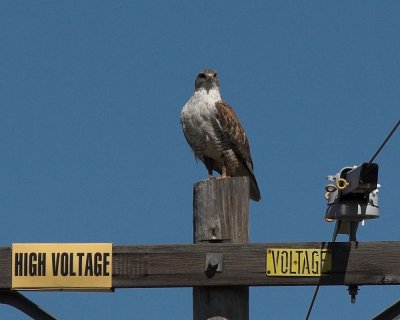 Ferruginous Hawk