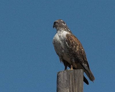 Ferruginous Hawk