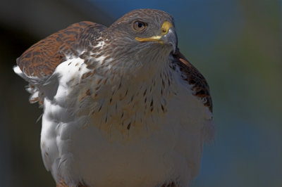 Ferruginous Hawk -female
