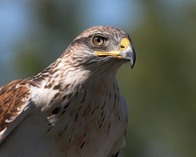 Ferruginous Hawk - female