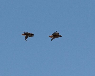 Red-tailed Hawks - displaying
