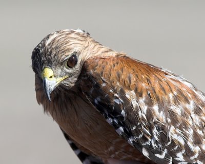 Red-shouldered Hawk