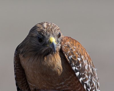 Red-shouldered Hawk