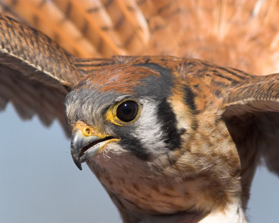 American Kestrel