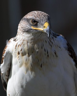 Ferruginous Hawk - female