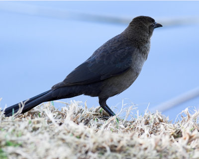 Great-tailed Grackle (Quiscallus mexicanus)