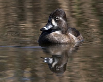 Ring-necked Duck