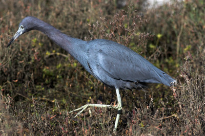Little Blue Heron