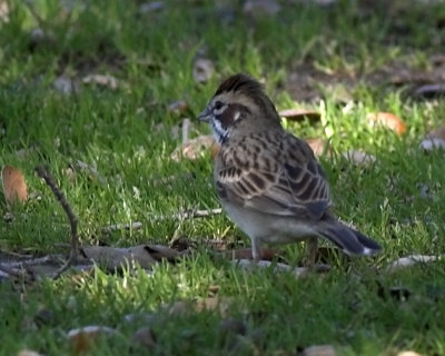 American Lark Sparrow