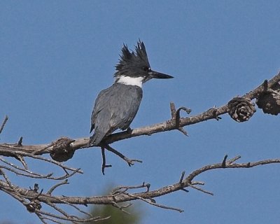 Belted Kingfisher  - male