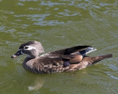 Wood Duck - female