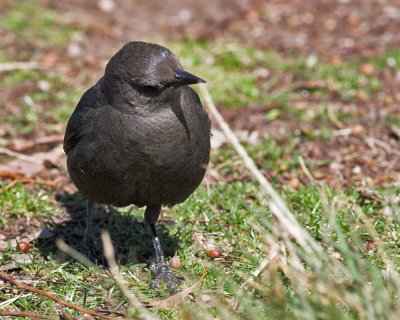 Brewer's Blackbird -female