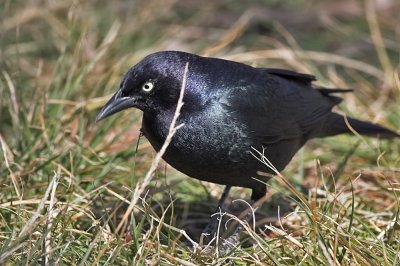 Brewer's Blackbird - male