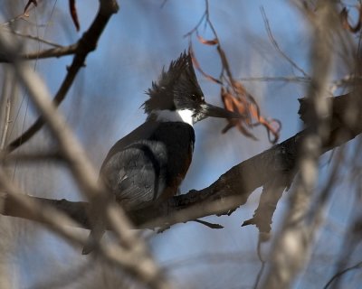 Belted Kingfisher  - female