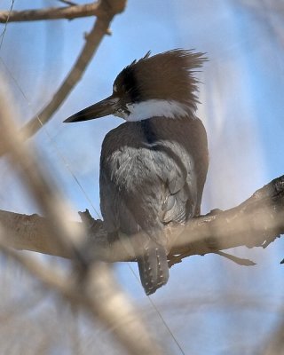 Belted Kingfisher  - female