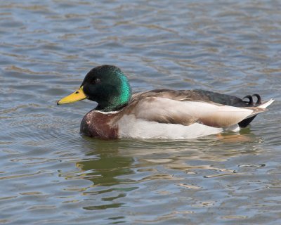 Mallard Duck