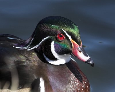 Wood Duck - male