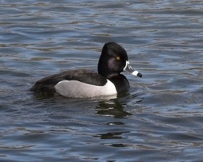 Ring-necked Duck