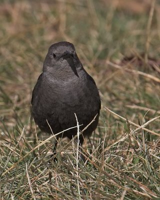 Brewer's Blackbird