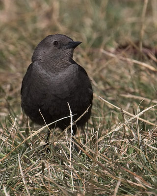 Brewer's Blackbird