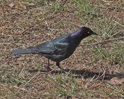 Brewer's Blackbird