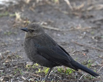 Brewer's Blackbird