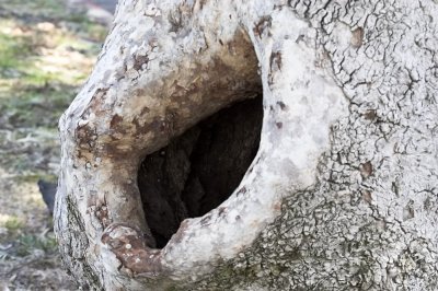 Tree hole - California Sycamore