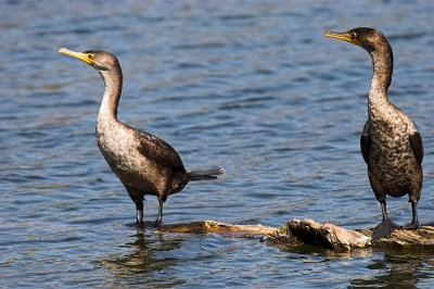 Double-crested Cormorant