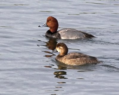 Redheads - pair