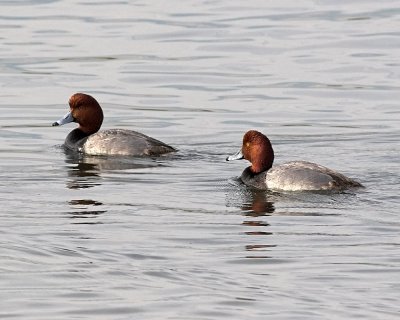 Redheads - two males