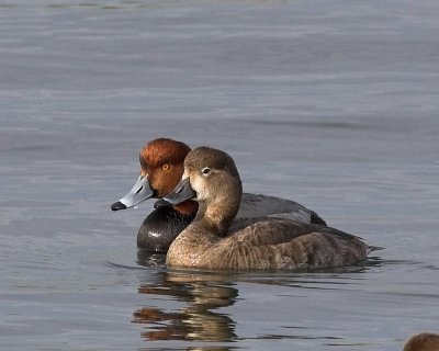 Redhead