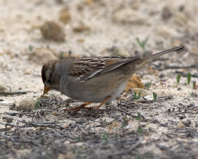 White-crowned Sparrow