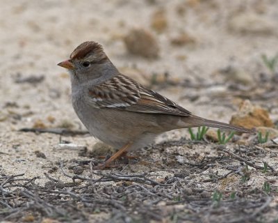 White-crowned Sparrow