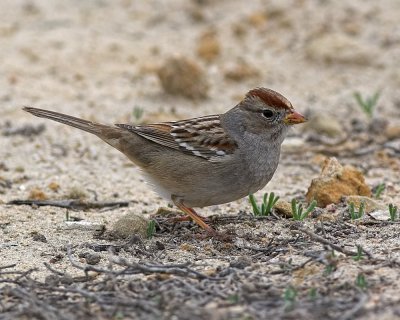 White-crowned Sparrow