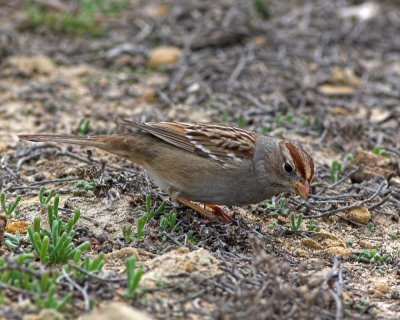 White-crowned Sparrow