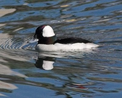 Bufflehead -male