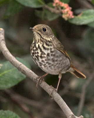 Hermit Thrush