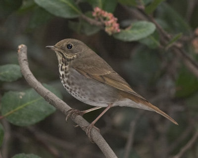 Hermit Thrush