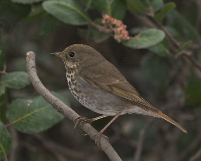 Hermit Thrush