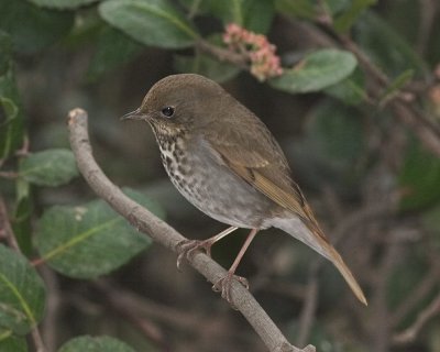 Hermit Thrush