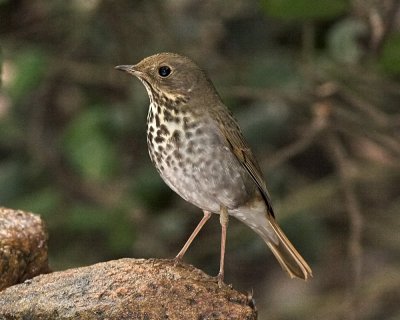 Hermit Thrush